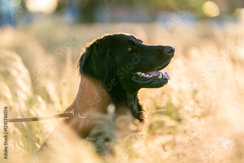 hovawart dog in a grass beautiful field in the summer pretty canine photo