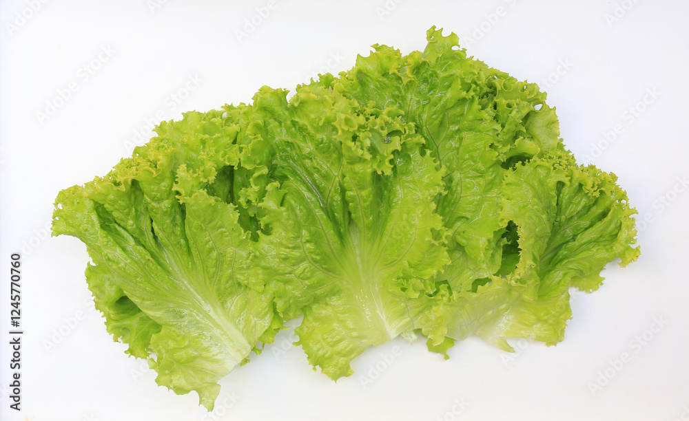 Group of Lettuce salad leaf isolated on a white background. Group of Lettuce salad leaf isolated on a white background.