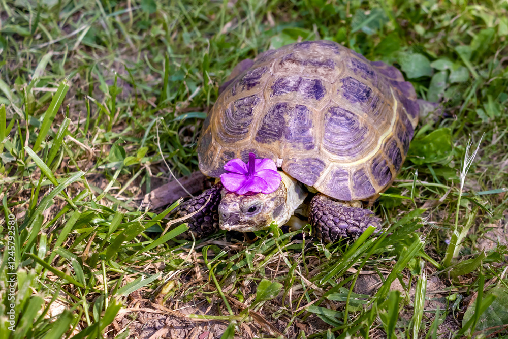 Turtle wearing flower hat sits in grass. World Turtle Day Turtle wearing flower hat sits in grass. World Turtle Day