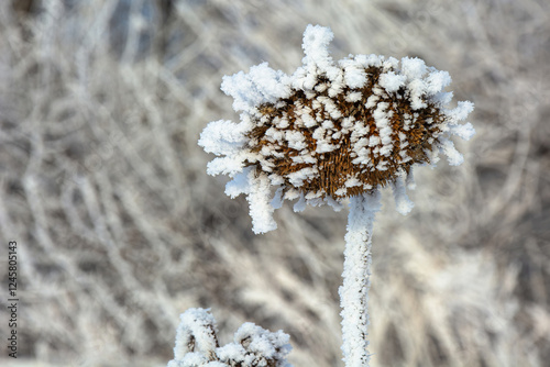 Serene winter scene with frost-covered branches creating a magical white wonderland, snow blankets the ground beneath dormant trees photo