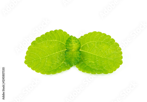 fresh mint leaves isolated on white background
