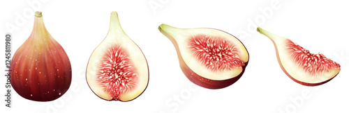 ベクター　いちじく　カット　断面　秋　フルーツ　fig  