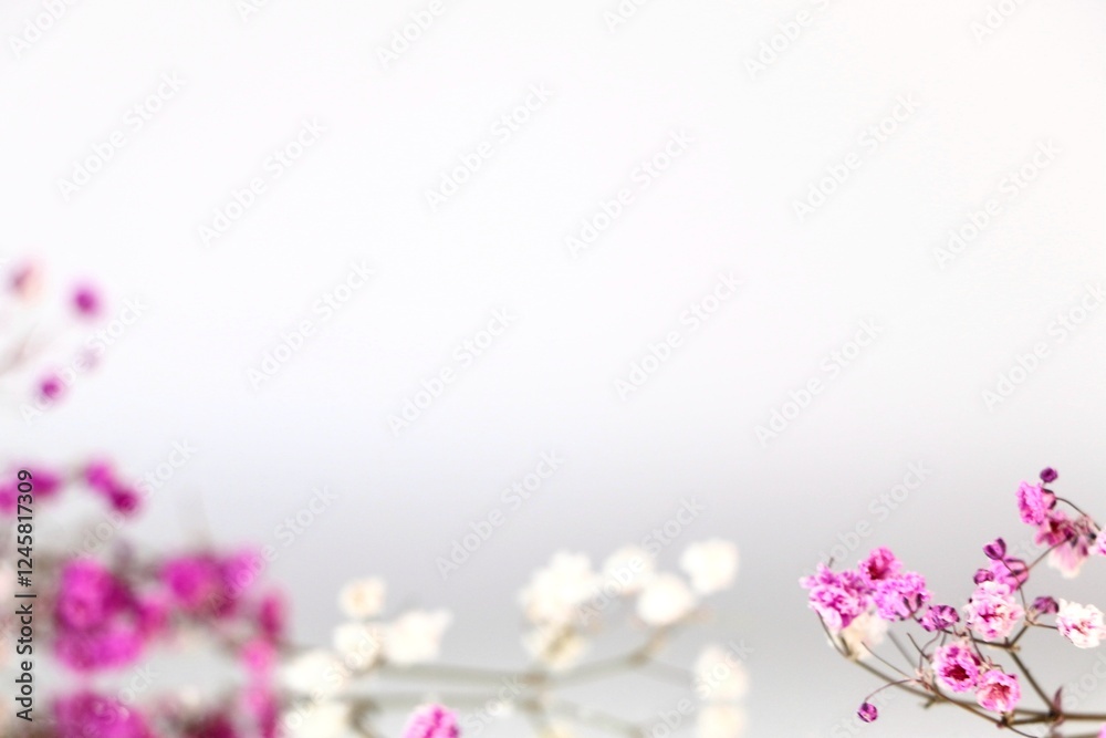 Fototapeta premium Pink and white gypsophila flowers on a light background. Concept creative floral background