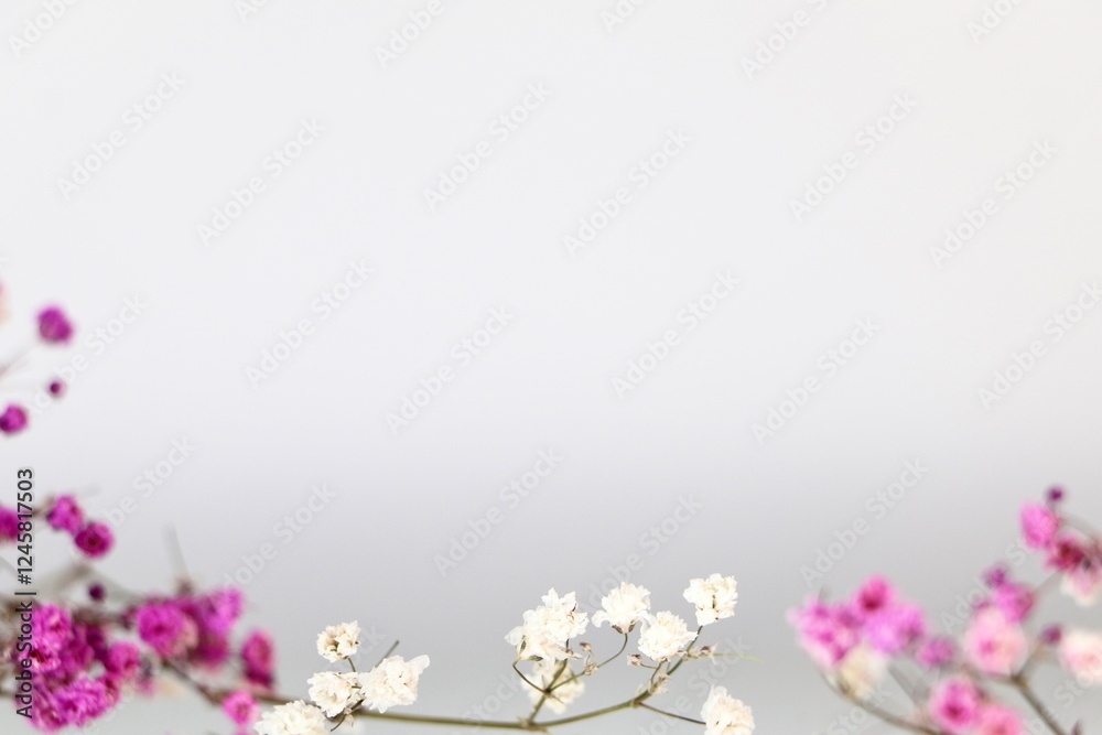 Pink and white gypsophila flowers on a light background. Concept creative floral background Pink and white gypsophila flowers on a light background. Concept creative floral background