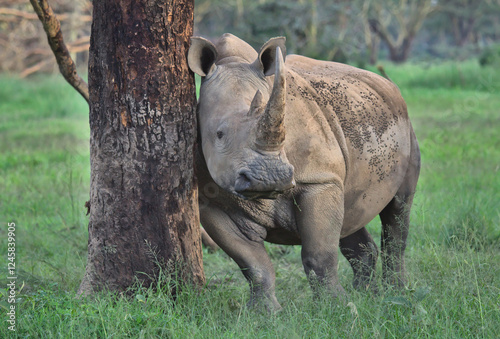 southern white rhino scratches its body against a tree trunk to ease itching and remove parasites in the wild Solio Game Reserve, Kenya