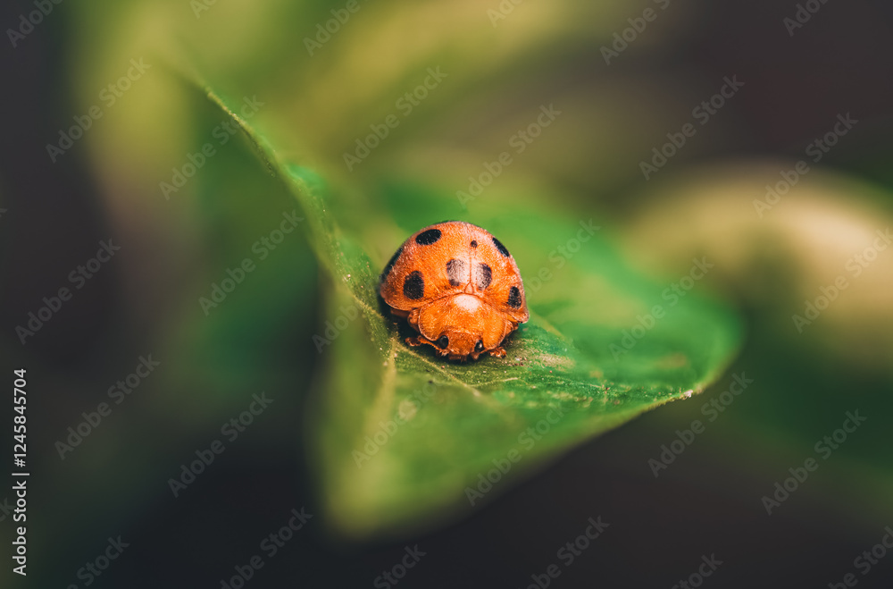 Coccinella septempunctata (Seven-spotted Ladybug) Coccinella septempunctata (Seven-spotted Ladybug)