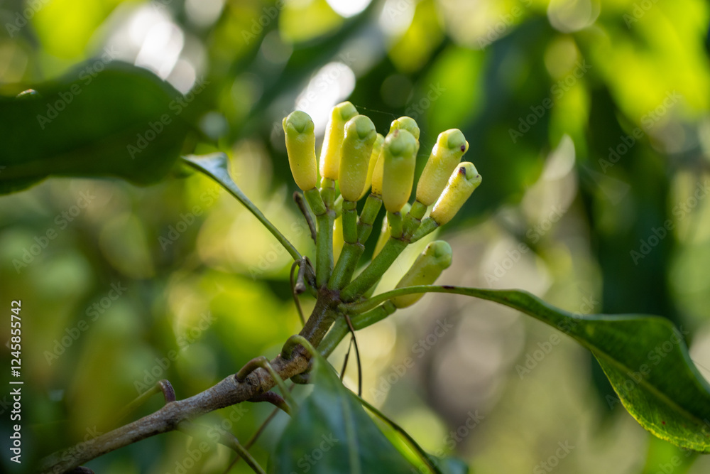 Fototapeta premium Clove Buds (Syzygium aromaticum)