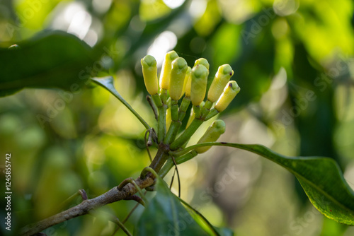 Clove Buds (Syzygium aromaticum)