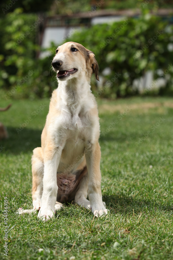 Amazing puppy of Borzoi sitting on the grass Amazing puppy of Borzoi sitting on the grass