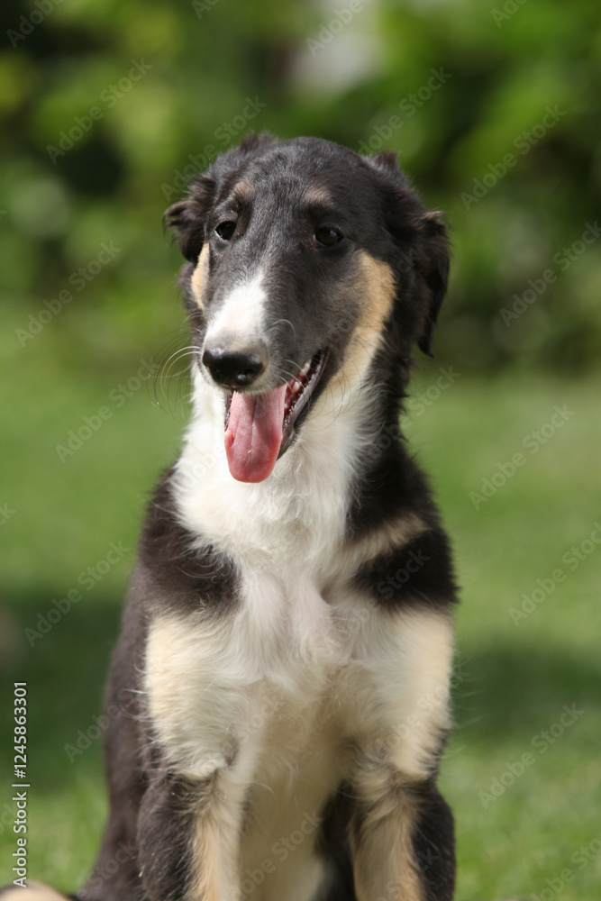 Amazing puppy of Borzoi sitting on the grass Amazing puppy of Borzoi sitting on the grass