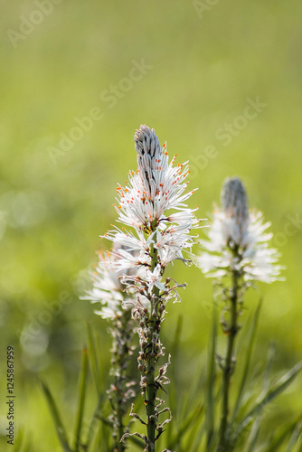 Beautiful asphodelus albus blooms in a vibrant Mediterranean landscape during springtime photo