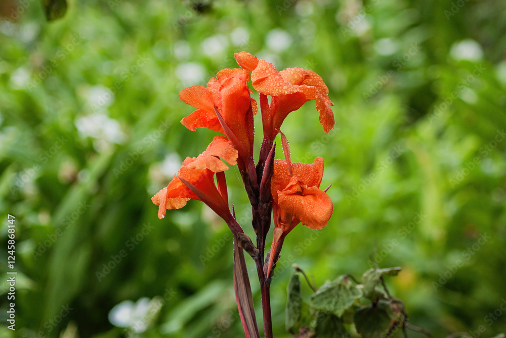Bright orange flowers of Canna indica bloom gracefully amidst lush green foliage in a vibrant garden setting Bright orange flowers of Canna indica bloom gracefully amidst lush green foliage in a vibrant garden setting