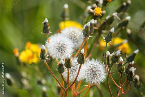 Foto Close-up of dandelion puffballs among vibrant wildflowers in a sunny meadow duri