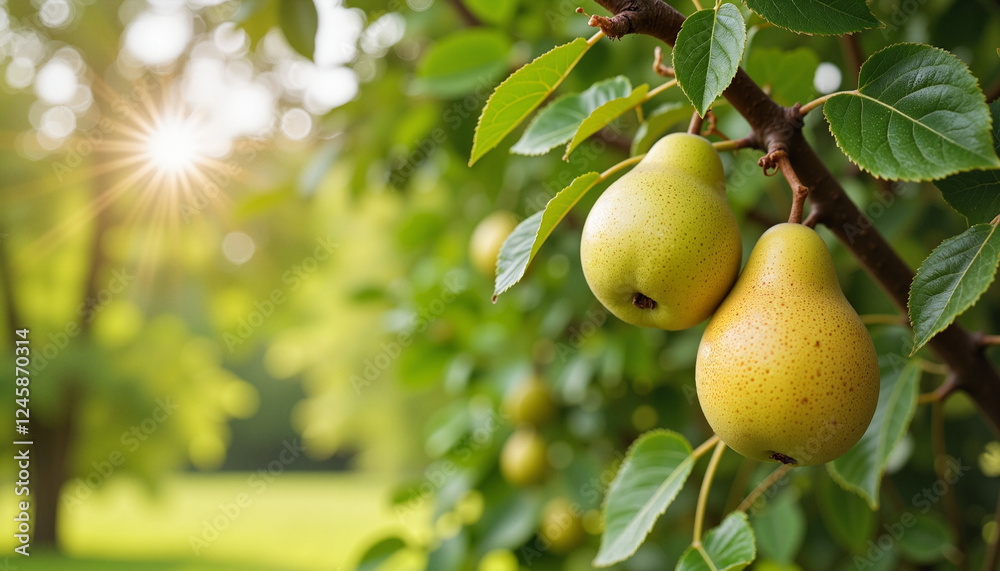 Golden ripe pears hanging in countryside orchard, farm-to-table inspiration Golden ripe pears hanging in countryside orchard, farm-to-table inspiration