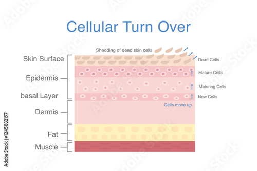Cellular turnover diagram. Shedding of dead skin cells out of skin surface. cells produced in basal layer then maturing and move up.