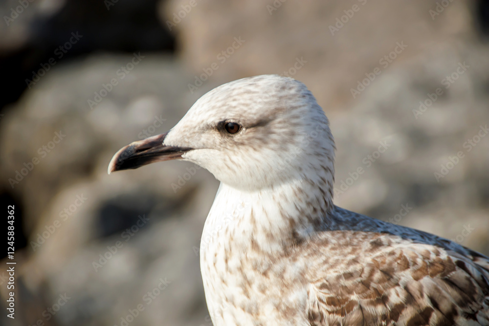 close up of a seagull in the beach close up of a seagull in the beach