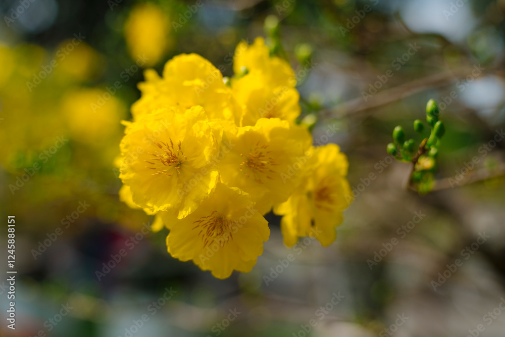 This close-up shot features delicate yellow Mai flowers (Ochna integerrima) with a dark branch and soft lighting, creating a serene and elegant composition. This close-up shot features delicate yellow Mai flowers (Ochna integerrima) with a dark branch and soft lighting, creating a serene and elegant composition.