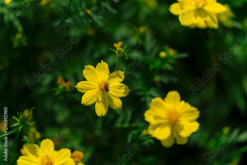 Bright yellow cosmos flowers, one featuring a bee, stand out against a backdrop of dark green foliage, capturing a vibrant moment of nature.