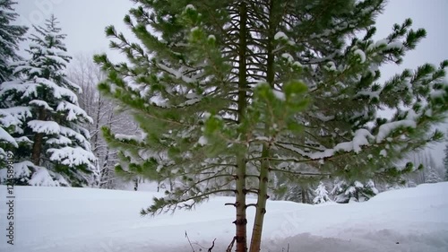 snow covered pine tree