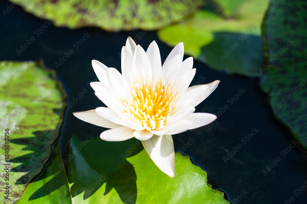 White Lotus flower Bua Luang, Bangkok, Thailand.