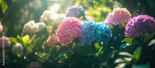 Colorful Hydrangea Macrophylla Blossoms in a Lush Green Garden Setting Illuminated by Soft Natural Light photo