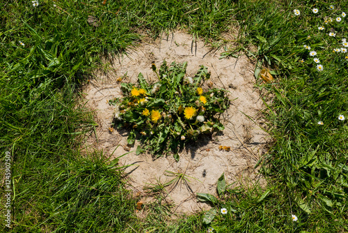 Gewöhnlicher Löwenzahn (Taraxacum sect. Ruderalia) photo