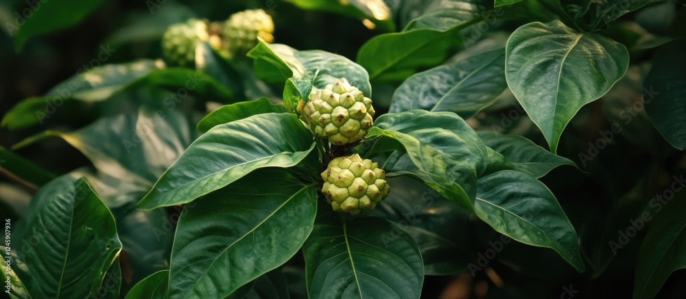 Morinda citrifolia plant with lush green leaves and developing fruit in a natural jungle setting in Borivali Maharashtra India Morinda citrifolia plant with lush green leaves and developing fruit in a natural jungle setting in Borivali Maharashtra India
