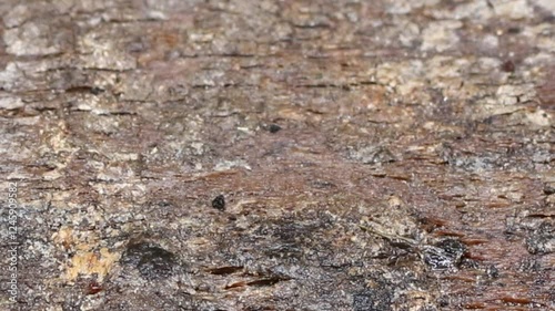 Close Up of ant scaring away larger insect.