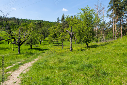 Kirschbaumallee im Mai