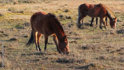 Wallpaper Mural Tracking Drone shot of New Forest Ponies grazing as the sunset backlights them Torontodigital.ca