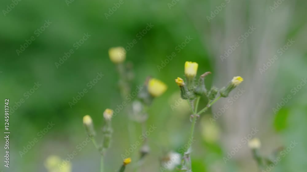 Short focus on some small yellow flowers on the field. Short focus on some small yellow flowers on the field.