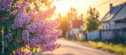 Sunlit lilac bush bordering a village road in springtime, showcasing vibrant purple flowers against a warm sunset backdrop. photo