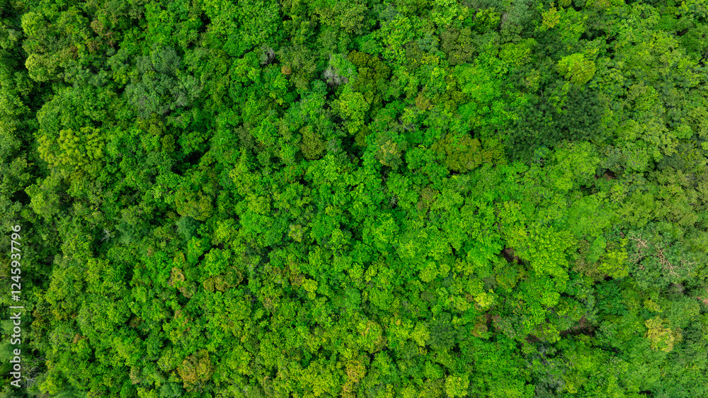 aerial view of dark green forest Abundant natural ecosystems of rainforest. Concept of nature forest preservation and reforestation aerial view of dark green forest Abundant natural ecosystems of rainforest. Concept of nature forest preservation and reforestation