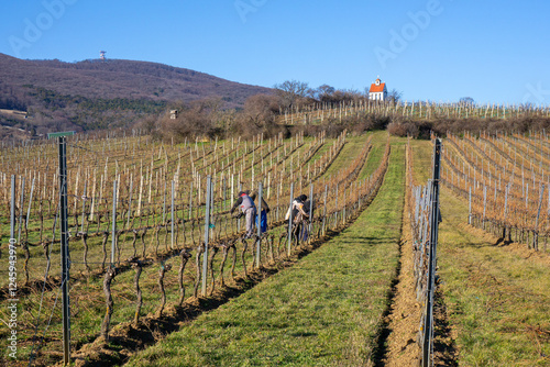 Winegrowers pruning the vines (cutting the old branches) in winter. View to Urbanus Chapel in the vineyards near Pfaffstätten, Traiskirchen, Austria photo