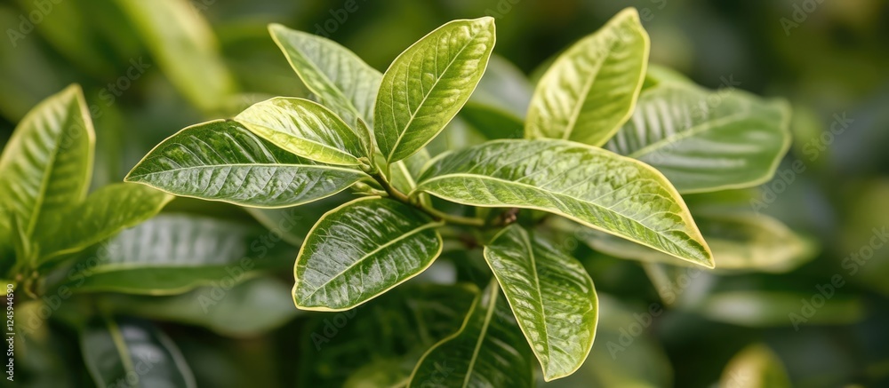 Close up of textured green leaves from the Golden Gardenia tree Gardenia sootepensis Hutch showcasing vibrant foliage and natural beauty.