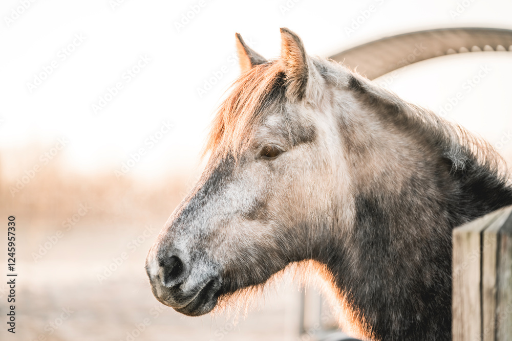 Fototapeta premium beautiful relax horse in paddock paradise system pretty morning light equine photo