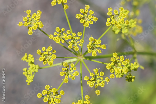 Pastinaca sativa, commonly known as Wild Parsnip, wild flowering plant from Finland