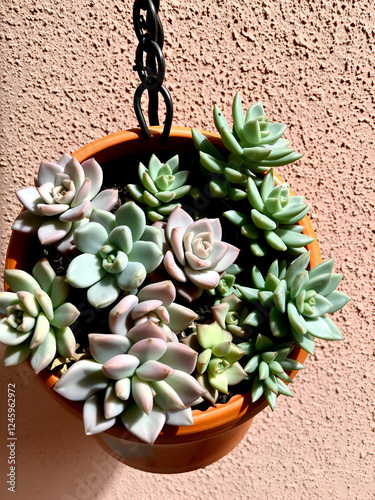 A detailed close-up of a hanging terracotta pot filled with a variety of succulents including rosettes and spiky leaves, set against a stucco wall. photo