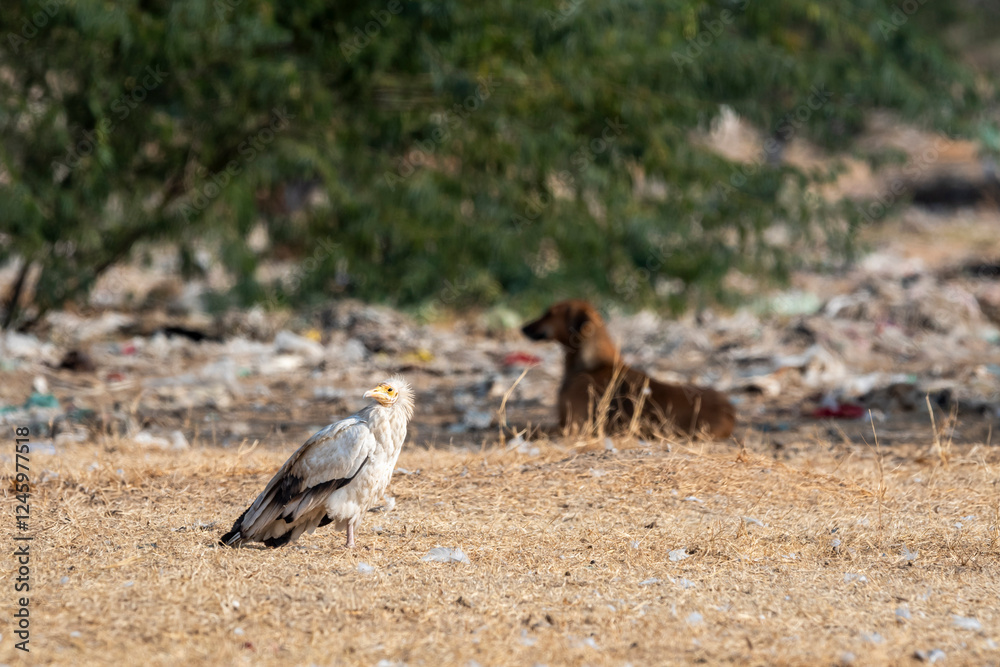 Obraz premium Egyptian vulture or Neophron percnopterus bird and ferocious dog in background conservation threat during winter migration in dump yard of Jorbeer Conservation Reserve bikaner rajasthan india asia