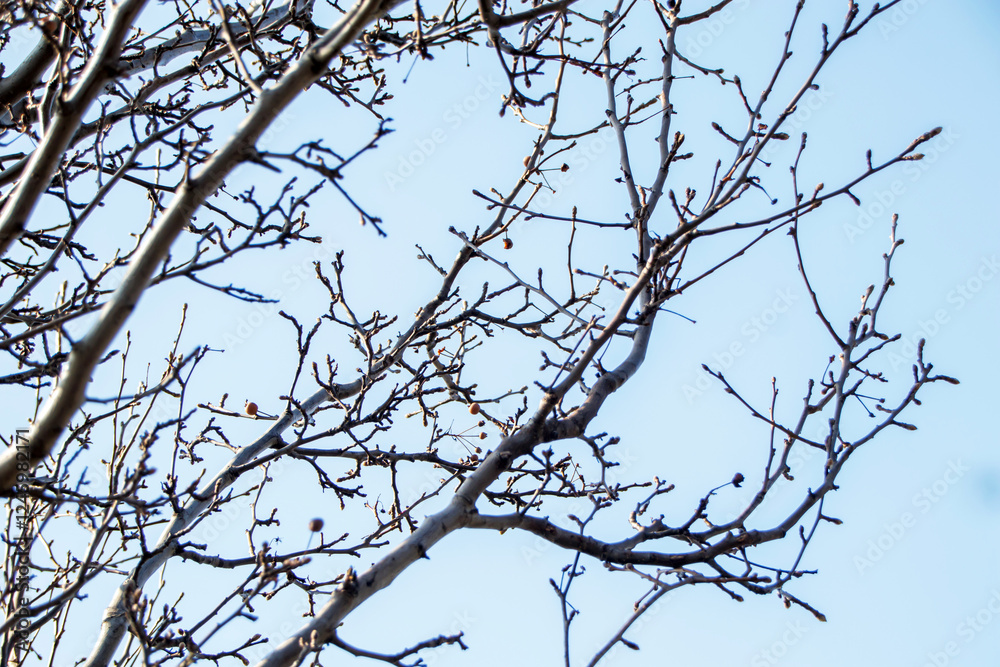 bare branches of a tree against blue sky bare branches of a tree against blue sky
