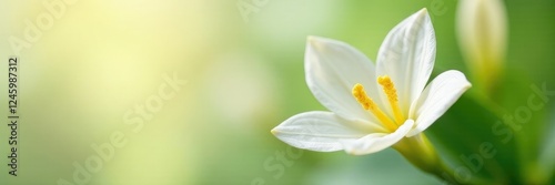 Delicate double vanilla flower pods gently sway in the breeze, nature, closeup, white photo