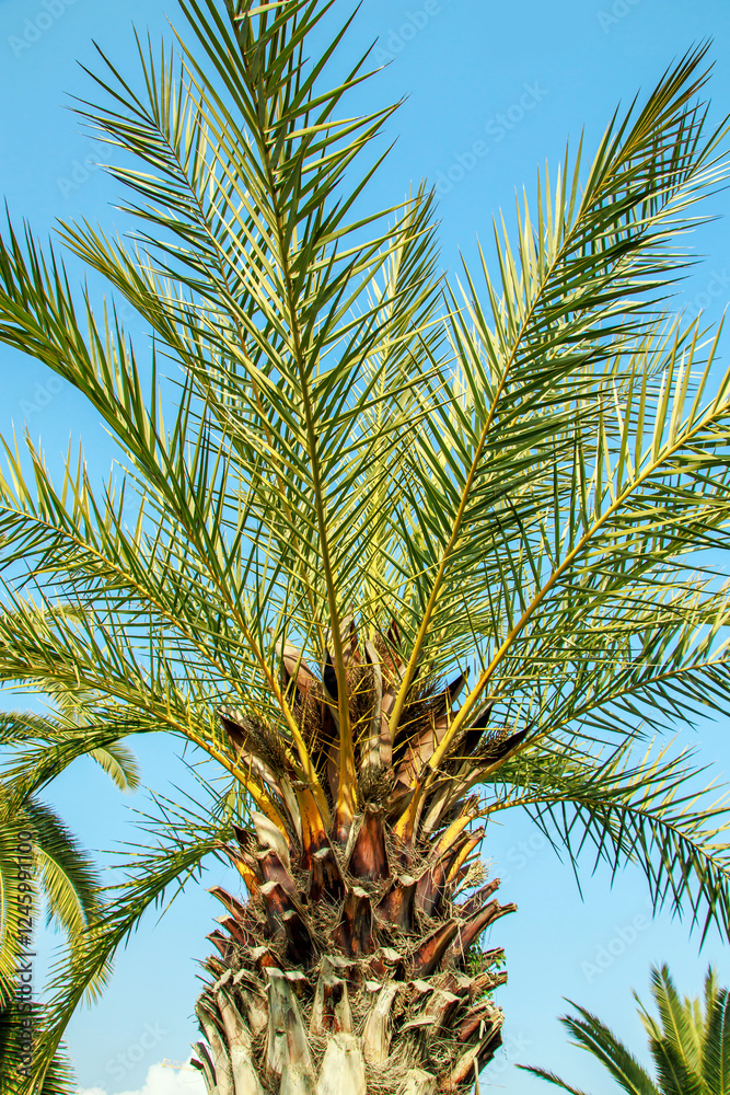 palm tree with blue sky