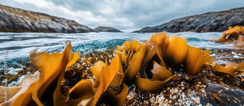 Fucus ceranoides brown algae thriving in the Barents Sea littoral zone showcasing vibrant colors and coastal scenery in the Kola Peninsula Russia photo