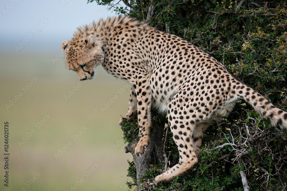 Fototapeta premium Cheetah roams through its territory