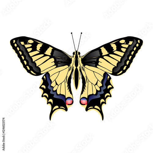 Papilio machaon butterfly. Machaon butterfly on white background