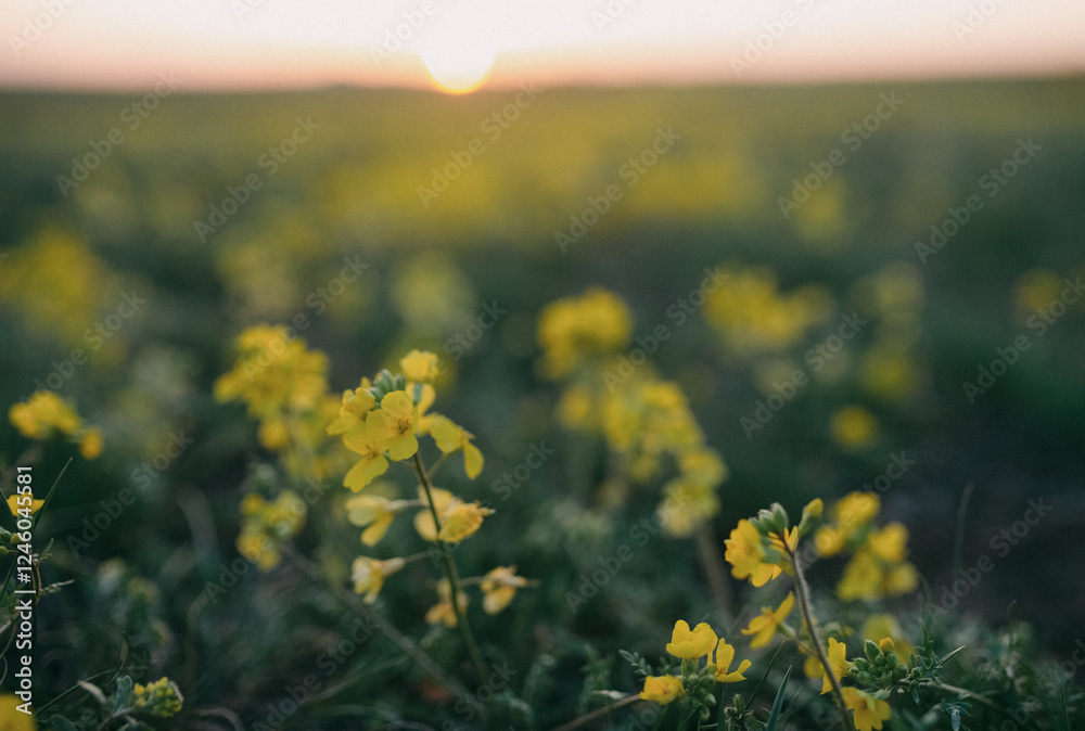 Fototapeta premium field of yellow flowers
