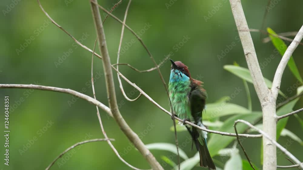 Bee-eater (Merops viridis) drying up body on a tree branch after soaking in a lake, natural background. 4K 60fps Bee-eater (Merops viridis) drying up body on a tree branch after soaking in a lake, natural background. 4K 60fps