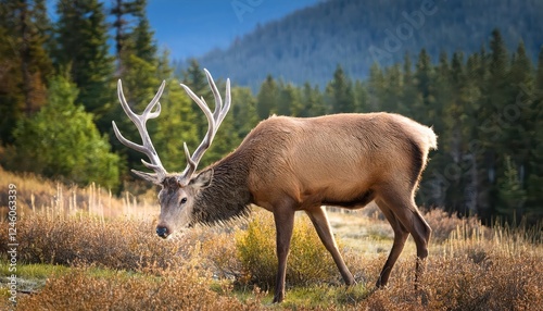 Majestic Uapit Wapiti Cervus Canadensis in the Canadian Wilderness A Winter Wonderland Moment Captured, Showcasing Snowy Forest Majesty and the Grace of Canadas Largest Deer photo