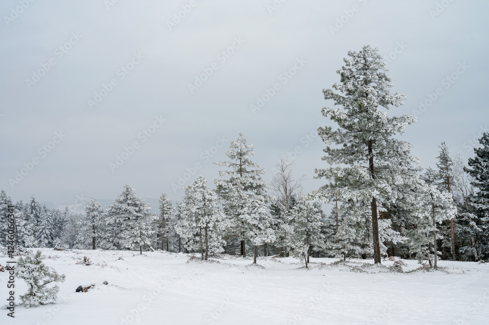 Minimalist cold winter landscape with snowy pine trees. Minimalist cold winter landscape with snowy pine trees.