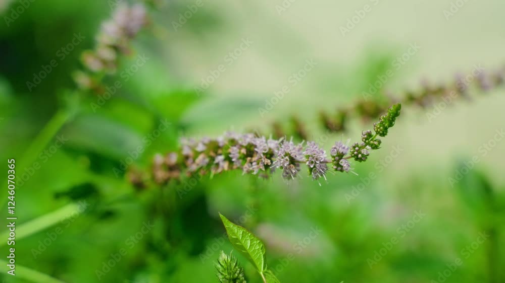 Close-up view about the purple flowers of mentha growing in a natural environment, North America, Quebec, Montreal, Canada. Close-up view about the purple flowers of mentha growing in a natural environment, North America, Quebec, Montreal, Canada.